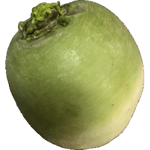 紅芯大根 中が赤い色の大根