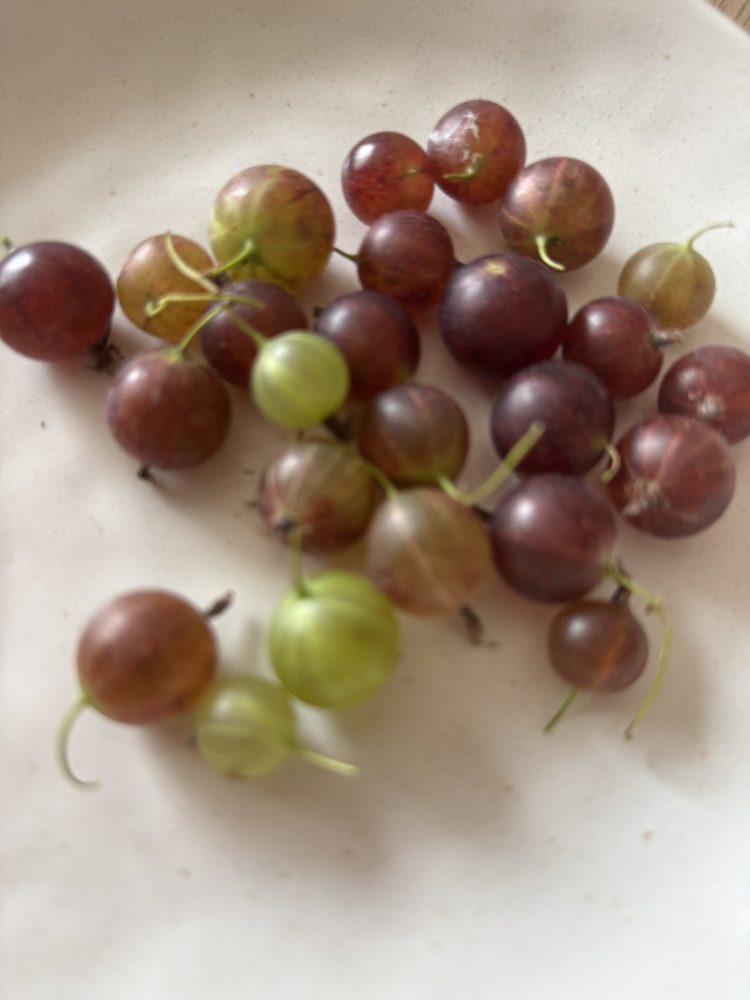 バラスグリの実