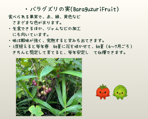 バラスグリの実